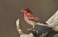 Purple Finch, 3 May 2015, Mansfield, Tolland Co.
