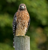 Red-shouldered Hawk, 23 September 2016, Mansfield, Tolland Co.