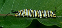 Monarch Larva, Tolland Co.