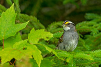 White-throated Sparrow, 19 July 2016, Topsfield, Wash. co