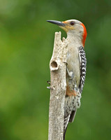 Red-bellied Woodpecker, June / Nov, 2013, Mansfield, Tolland Co.