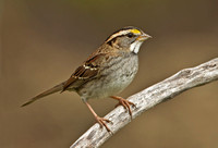 White-throated Sparrow, 31 October 2014, Mansfield, Tolland Co.