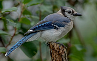 Blue Jay, 4 August 2021, Mansfield, Tolland Co.
