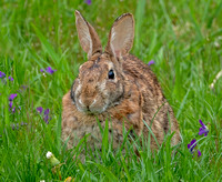 Eastern Cottontail Rabbit, 8 May 2021, Mansfield, Tolland Co.