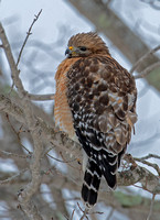 Red-shouldered Hawk, 18 February 2021, Mansfield, Tolland Co.