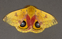 IO Moth, 22 June 2012, Mansfield, Tolland Co.