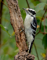 Downy Woodpecker, 13 September 2022, Mansfield, Tolland Co
