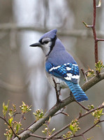 Blue Jay, 23 April 2013, Mansfield, Tolland Co.