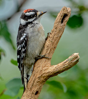 Downy Woodpecker, 8 July 2022, Mansfield, Tolland Co.