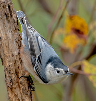 White-breasted Nuthatch, 29 September 2022, Mansfield, Tolland Co