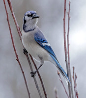 Blue Jay, 22 January 2022, Mansfield, Tolland Co