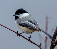 Black-capped Chickadee, 19 March 2022, Mansfield, Tolland Co.