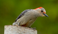 Red-bellied Woodpecker, 8 May 2021, Mansfield, Tolland Co.