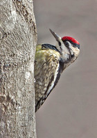 Yellow-bellied Sapsucker, 28 February 2016, Old Lyme, New London Co.