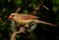 Northern Cardinal, 24 May 2021, Mansfield, Tolland co.