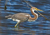 Juv Tricolored Heron Comparison of likely hybrid, 25 Sep. / 15 Oct. 2009/2011, Madison, New Haven Co.
