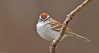 Chipping Sparrow,  April 2013, Mansfield, Tolland Co.