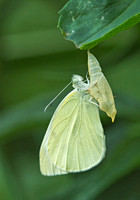 Cabbage White, 2 July 2014, Mansfield, Tolland Co.