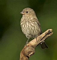 House Finch, 12 October 2014, Mansfield, Tolland Co.