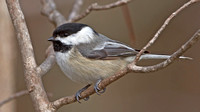 Black-capped Chickadee,  April 2013, Mansfield, Tolland Co.