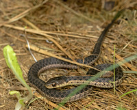 Eastern Garter Snake (young), 7 September 2019, Mansfield, Tolland Co.