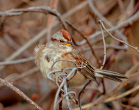 American Tree Sparrow, 15 January 2023, Lyme, New London Co