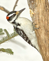 Hairy Woodpecker,  Feb-May 2011, Ashford, Windham Co.