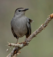 Gray Catbird, 3 May 2021, Mansfield, Tolland Co.