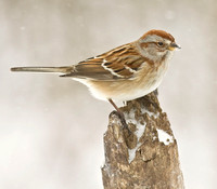 American Tree Sparrows,  Dec 2010 - Jan 2011, Ashford, Windham Co., CT