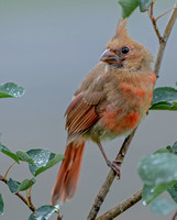Northern Cardinal, 22 July 2021, Mansfield, Tolland Co.