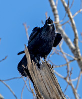 Common Raven, 6 February 2021, Willimantic, Windam Co.