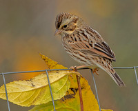 Savannah Sparrow, 28 October 2021, Mansfield, Tolland Co.