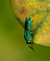 Cuckoo Wasp, August, 2019, Mansfield, Tolland Co