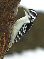 Hairy Woodpecker, 27 December 2012, Ashford, Windham Co.