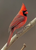Northern Cardinal, 5 March 2022, Mansfield, Tolland Co