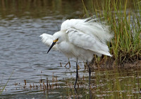 Snowy Egret, 10 August 2012, Madison, New Haven Co.