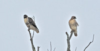 Red-tailed Hawk, Record shots of throat variation, 30 November 2014, Mansfield, Tolland Co.