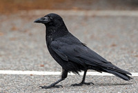 Carrion Crow, Scotland, 2016