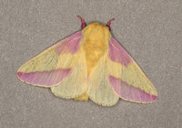 Rosy Maple Moth, June 2020, Mansfield, Tolland Co.