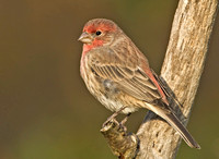 House Finch, fall 2013, Mansfield, Tolland Co.