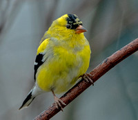 American Goldfinch, 18 April 2024, Mansfield,Tolland Co