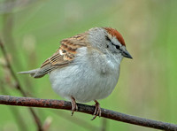 Chipping Sparrow, 18 April 2024, Mansfield, Tolland Co