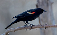 Red-winged Blackbird, 18 April 2024, Mansfield, Tolland Co,