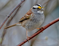 White-throated Sparrow, 18 April 2024, Mansfield, Tolland Co.