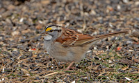 White-Throated Sparrow, 16 December, 2020, Mansfield, Tolland Co.