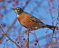 American Robins in crab apple, 28 November 2013, Columbia, Tolland Co.