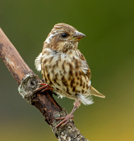 Purple Finch, 24 September 2020, Mansfield, Tolland Co