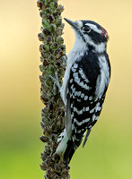 Downy Woodpecker, 31 August 2020, Mansfield, Tolland Co.