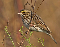 Savannah Sparrow, 1 November 2012, Mansfield, Tolland Co.