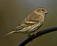 Pine Siskin,  October 2012, Mansfield, Tolland Co.